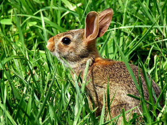 People-pleasing flowers ~ unappetizing to animals