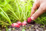 Radishes Raphanus sativus