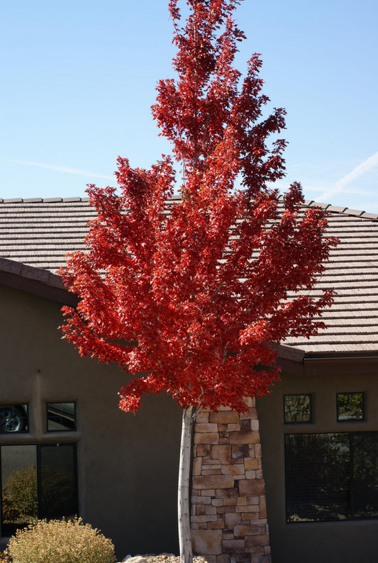 Best Mountain Trees for Fall Color