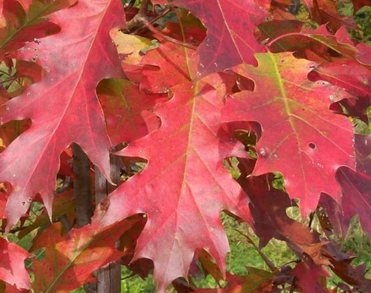 northern red oak in fall