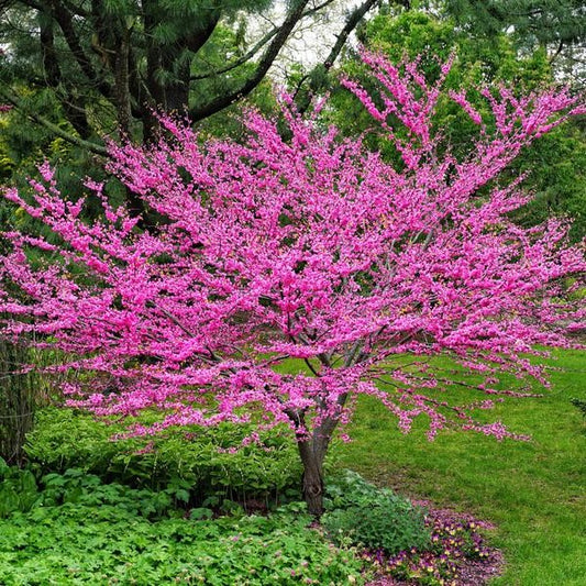 Red Bud blooming in Prescott