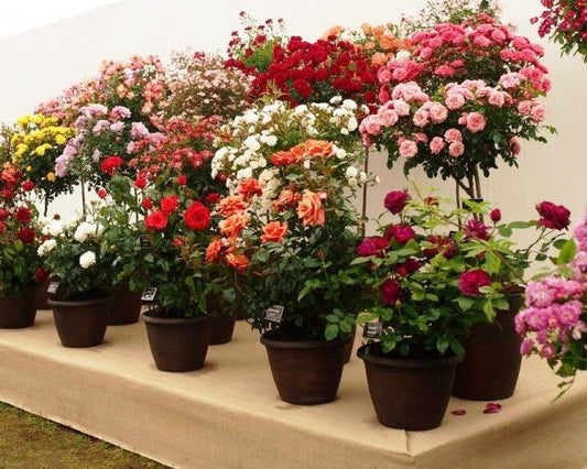 2019 Best Roses of the Year