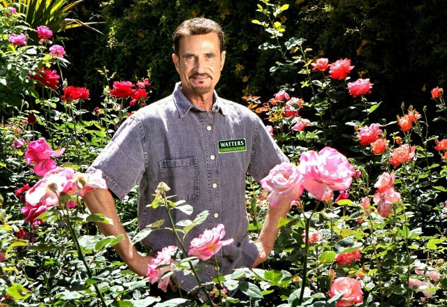 Rose gardener Michael