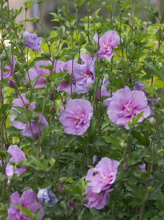 How to Grow Rose of Sharon Hibiscus