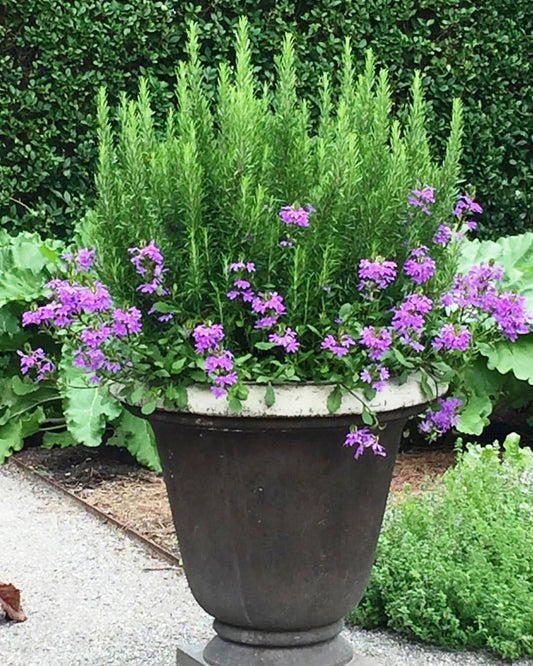 Beginner's Guide to Container Gardens