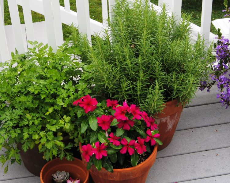 Fragrant Rosemary to Grow Indoors or Out