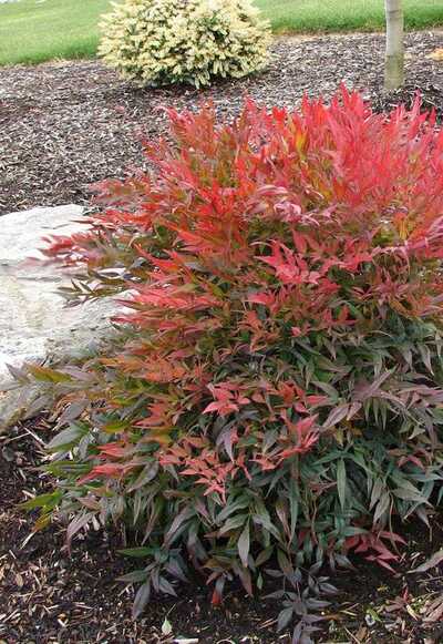 Heavenly Bamboo, Nandina in the yard