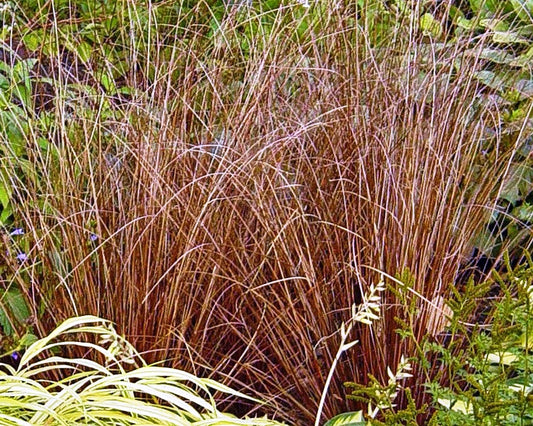 How to Grow Sedge