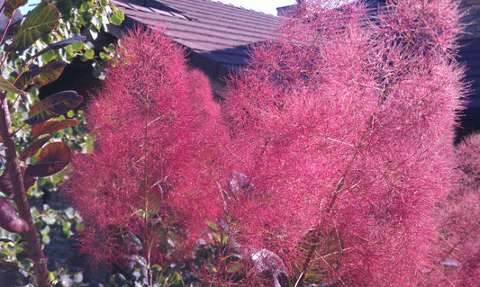 Smoke Bush