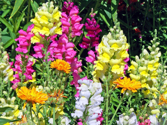 Growing Beautiful Snapdragons