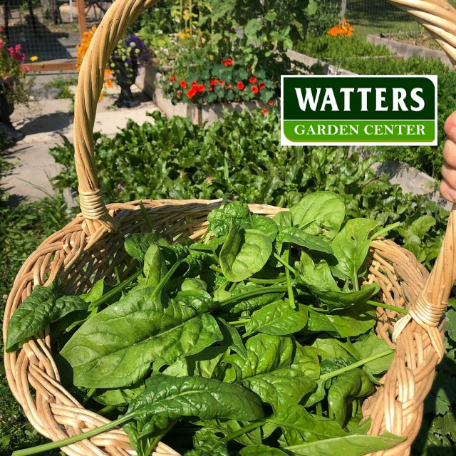 Spinach in a basket