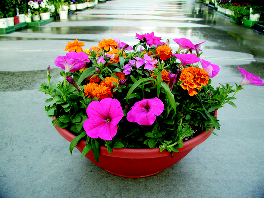 Spring Flowers on display