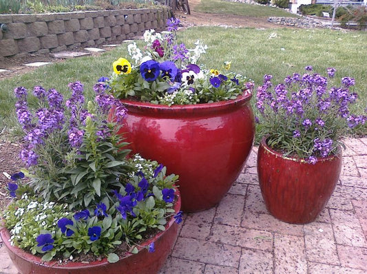 Container Gardens:  Easy Gardening with Exciting Results