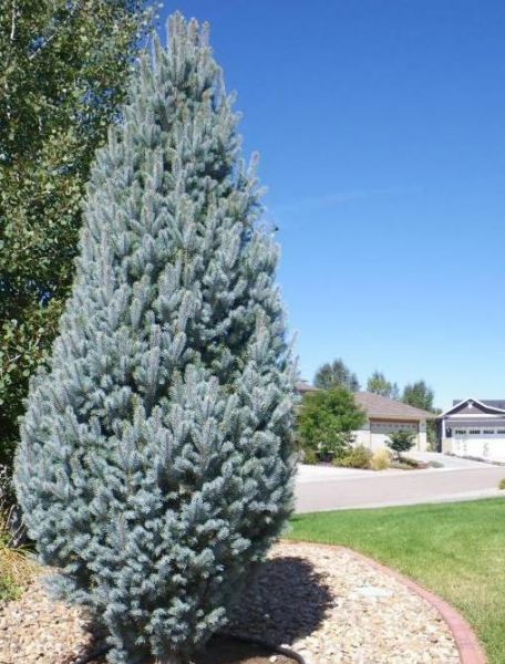 Large Conifers + Essential Spring Gardening Tasks