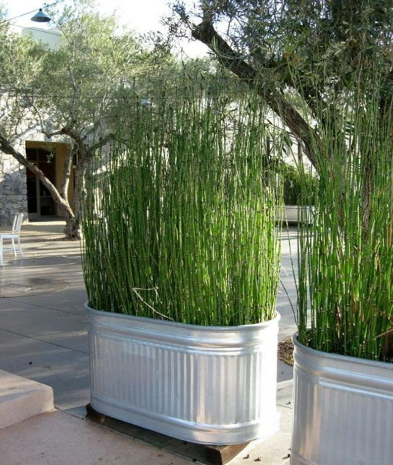 Lemongrass plants in a stock tank