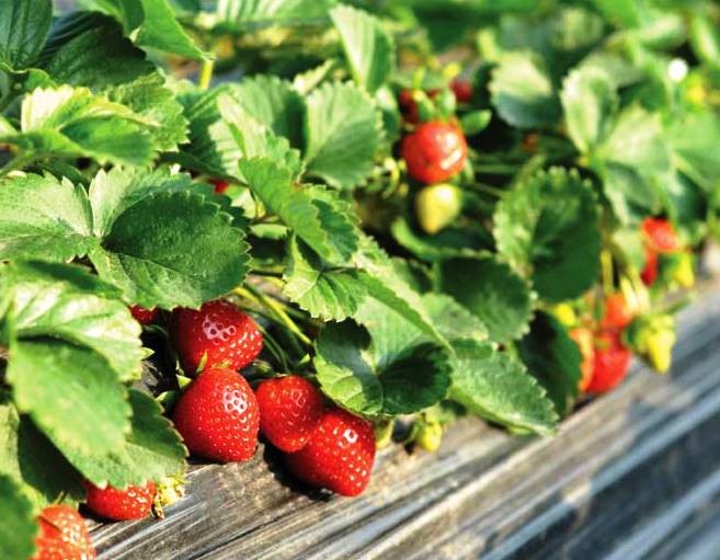 7 Tips for Better Strawberries