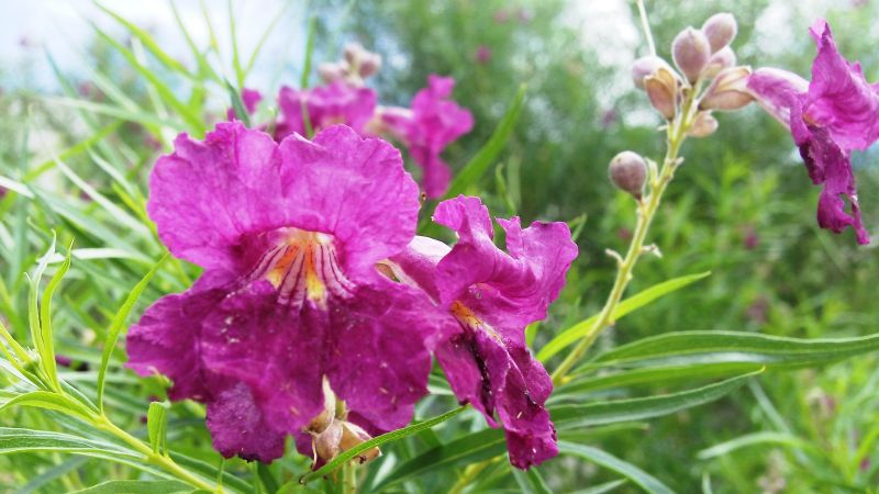 Timeless Beauty® Desert Willow