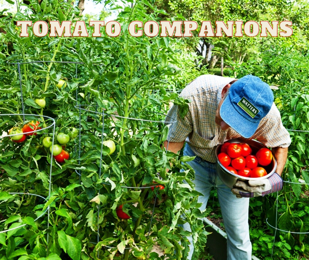 Top 10 Tomato Companions in this Year's Garden