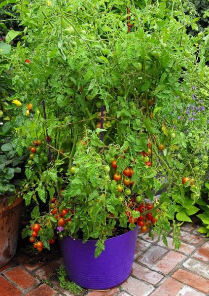 Tomato growing in a conatiner