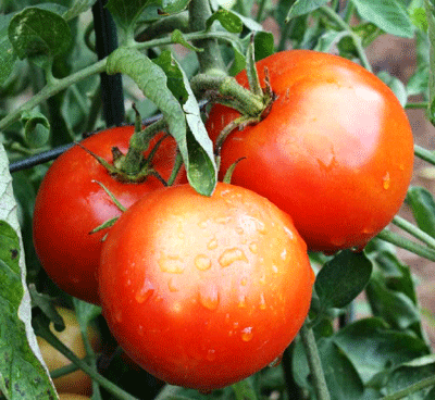 June 21 – Everything you Wanted to Know about Tomato Care