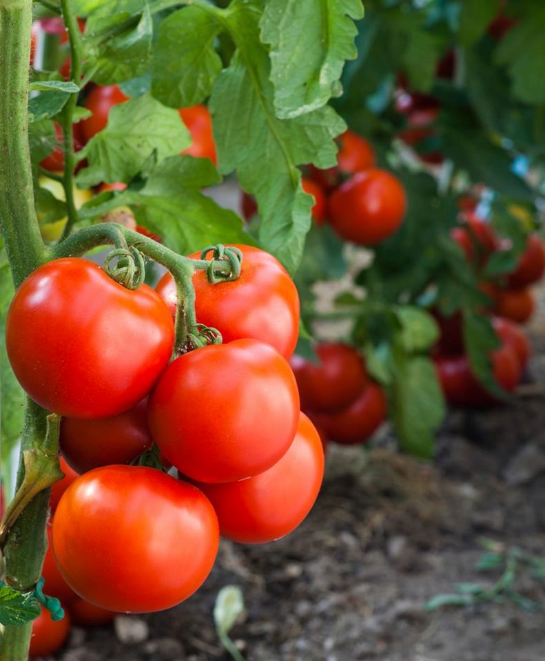 Determinate and Indeterminate Tomato Varieties?