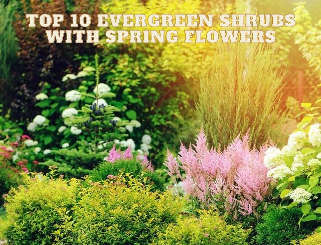 Top 10 Evergreen Shrubs of Spring