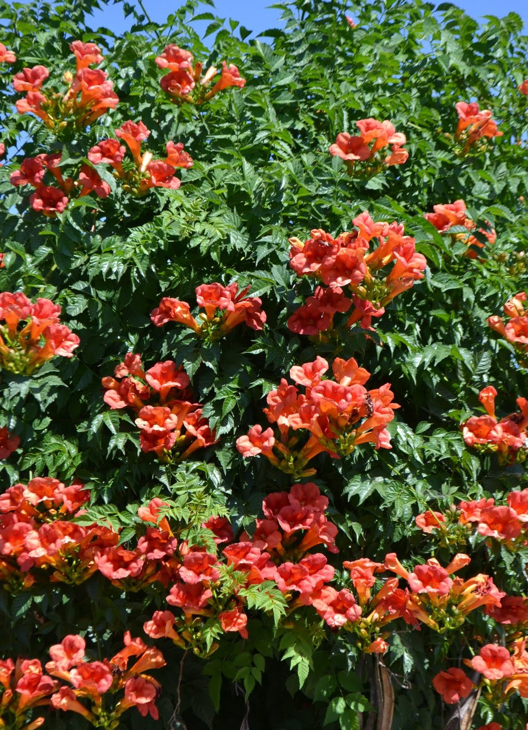 How to Grow Trumpet Vine