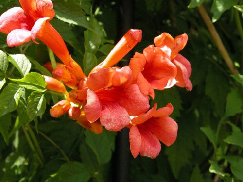 Trumpet Vine