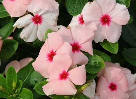 Apricot Cora Vinca, Catharanthus roseus