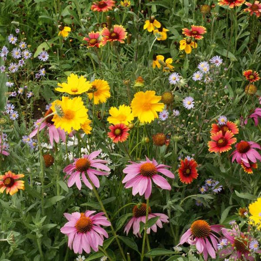 Feb 7 – Escape to the Backyard & Plant Wildflowers  $15 (Free to watch)