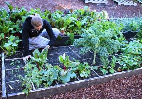 Square Foot Gardening Made Easy