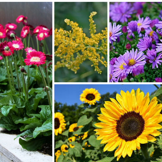 Allergy Sufferers Need to Know These Flowers