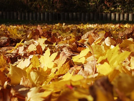 Why it is Necessary to Rake Leaves