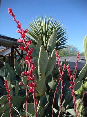 Brake light red yucca