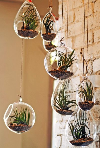 Green Air Plants ~ Unique and VERY Low Maintenance