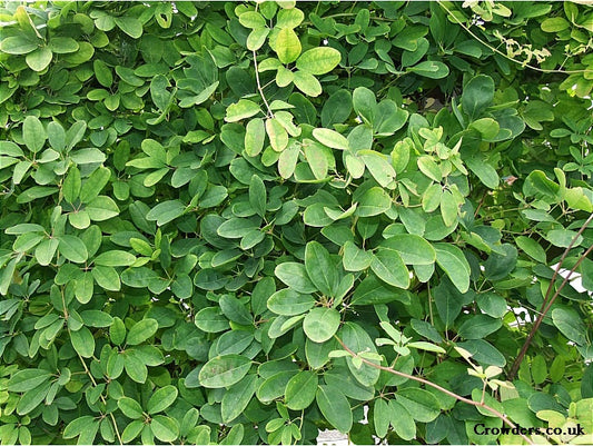 akeiba vine