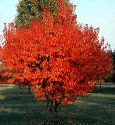 Flame Maple