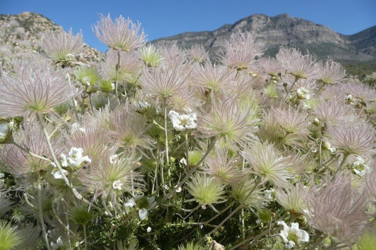 Native Plants for an Arizona Southwest Landscape