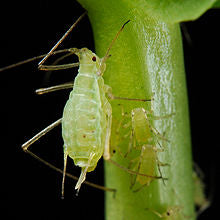 How to Control Aphids in the Garden