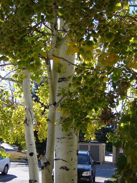 aspen tree bark