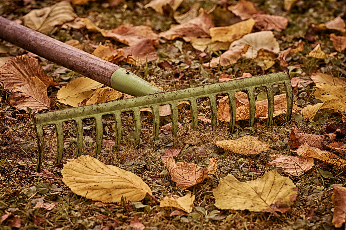 8 Essentials to a Healthy Autumn Landscape