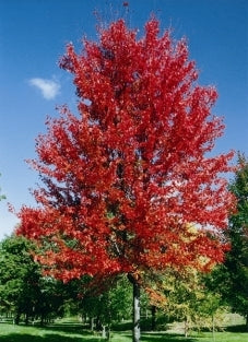 Autumn Blaze Maple