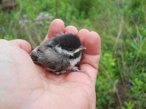 What to Do If You Find an Injured Baby Bird