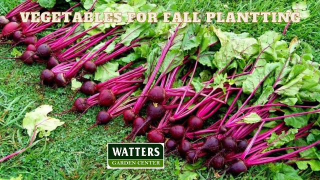 Vegetables for Fall Planting