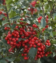 Magic Berry Holly as Holiday Cheer