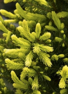 Blackhills Spruce as Living Christmas Tree