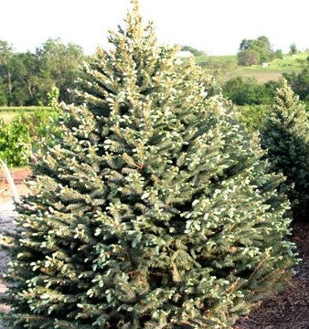 Blue Diamond Spruce