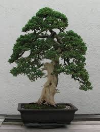 July 19 - Bonsai Club Start Up