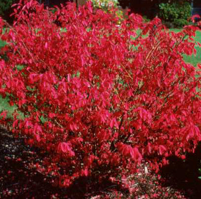 Burning Bush