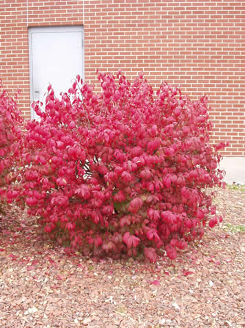 Dwarf Burning Bush